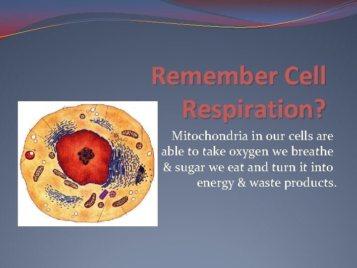 Remember Cell Respiration? Mitochondria in our cells are able to take oxygen we breathe