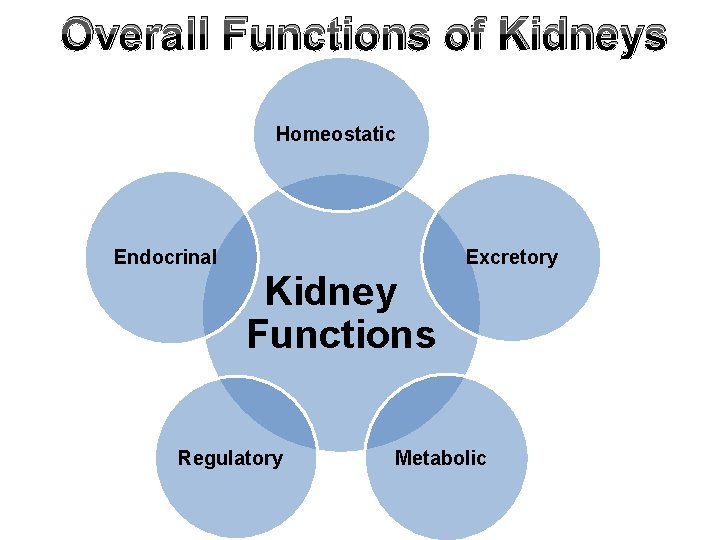 Overall Functions of Kidneys Homeostatic Excretory Endocrinal Kidney Functions Regulatory Metabolic 