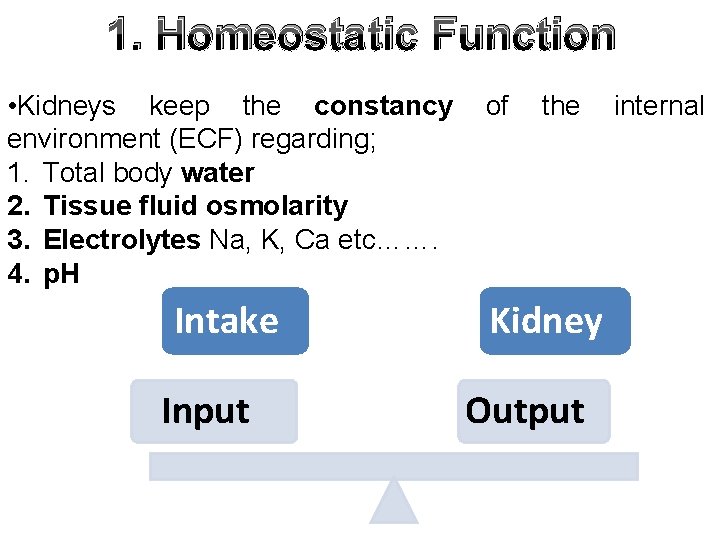 1. Homeostatic Function • Kidneys keep the constancy environment (ECF) regarding; 1. Total body