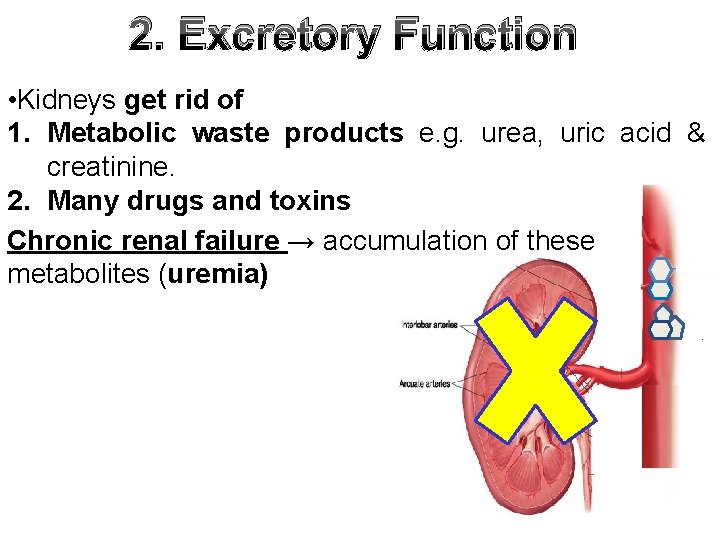 2. Excretory Function • Kidneys get rid of 1. Metabolic waste products e. g.