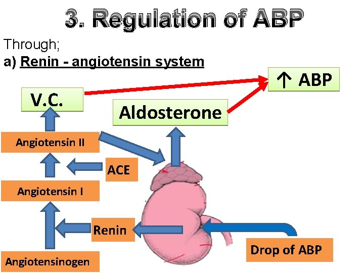 3. Regulation of ABP Through; a) Renin - angiotensin system V. C. ↑ ABP