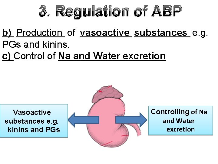 3. Regulation of ABP b) Production of vasoactive substances e. g. PGs and kinins.