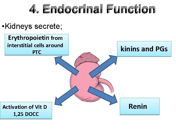 4. Endocrinal Function • Kidneys secrete; Erythropoietin from interstitial cells around PTC Activation of