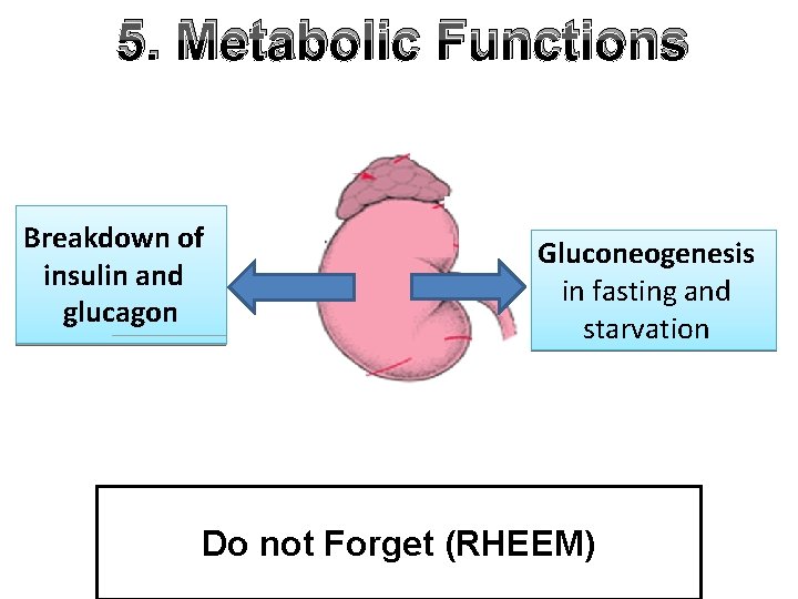 5. Metabolic Functions Breakdown of insulin and glucagon Gluconeogenesis in fasting and starvation Do