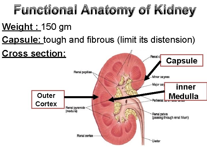 Functional Anatomy of Kidney Weight : 150 gm Capsule: tough and fibrous (limit its