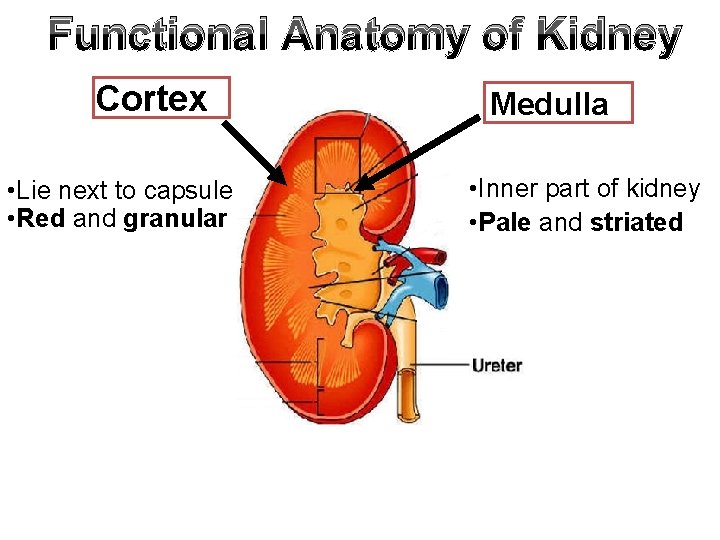 Functional Anatomy of Kidney Cortex • Lie next to capsule • Red and granular