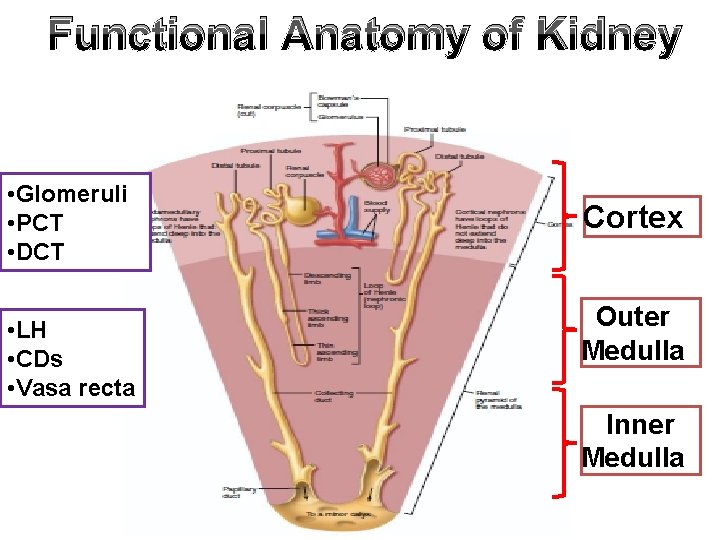 Functional Anatomy of Kidney • Glomeruli • PCT • DCT • LH • CDs