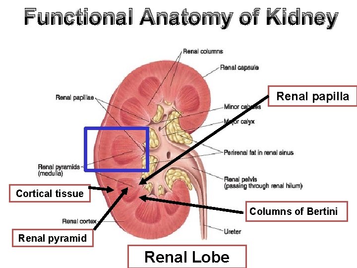 Functional Anatomy of Kidney Renal papilla Cortical tissue Columns of Bertini Renal pyramid Renal