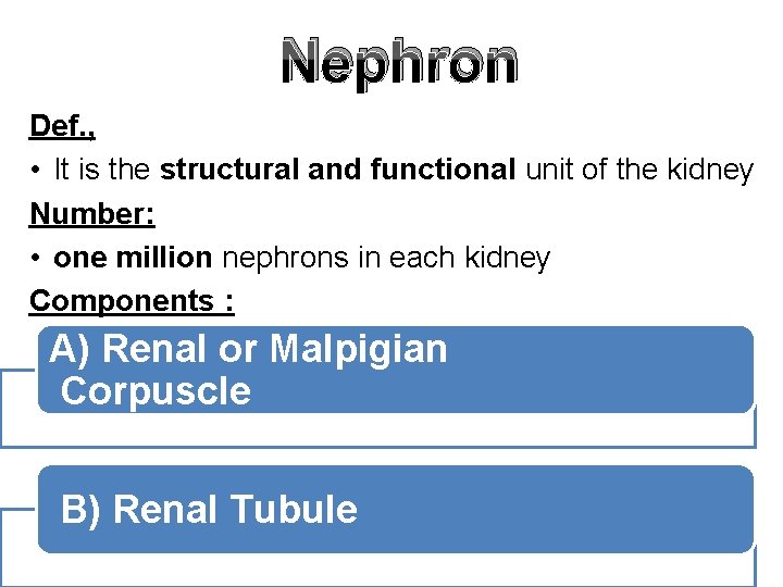 Nephron Def. , • It is the structural and functional unit of the kidney