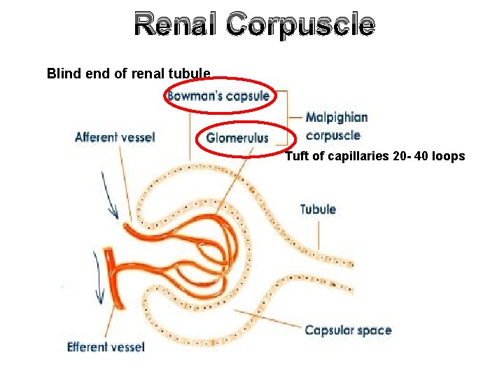 Renal Corpuscle Blind end of renal tubule Tuft of capillaries 20 - 40 loops