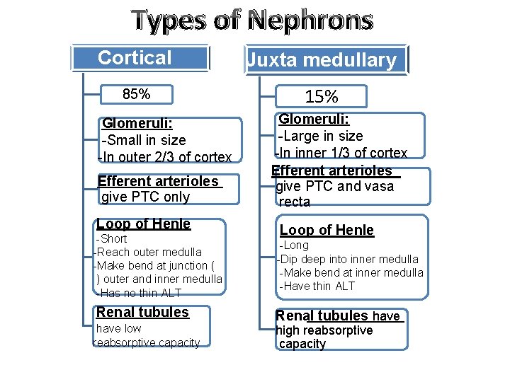 Types of Nephrons Cortical Juxta medullary 85% 15% Glomeruli: -Small in size -In outer