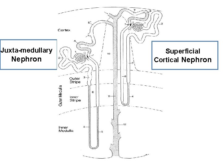 Juxta-medullary Nephron Superficial Cortical Nephron 
