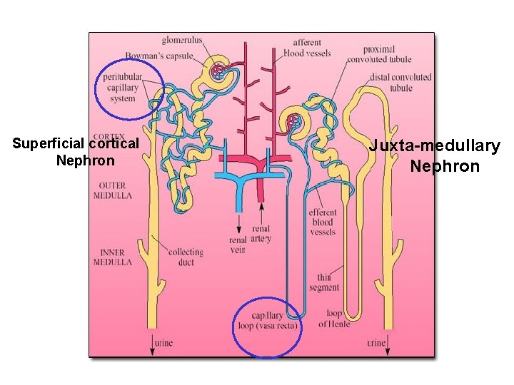 Superficial cortical Nephron Juxta-medullary Nephron 