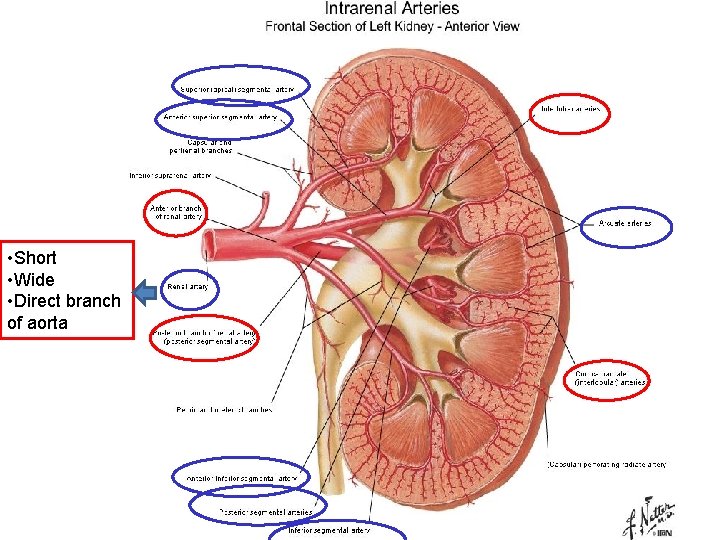  • Short • Wide • Direct branch of aorta 