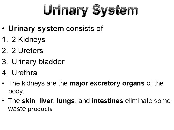 Urinary System • Urinary system consists of 1. 2 Kidneys 2. 2 Ureters 3.