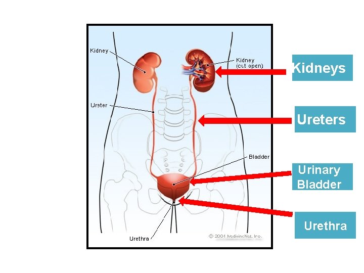 Kidneys Ureters Urinary Bladder Urethra 