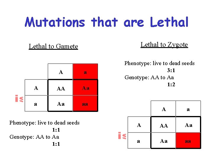 Mutations that are Lethal to Zygote Lethal to Gamete A a A AA Aa