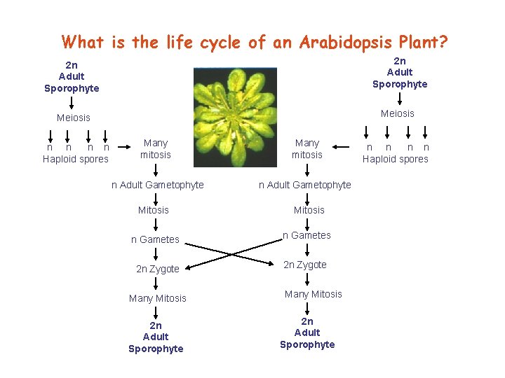 What is the life cycle of an Arabidopsis Plant? 2 n Adult Sporophyte Meiosis