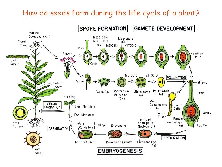 How do seeds form during the life cycle of a plant? 