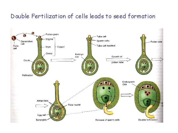 Double Fertilization of cells leads to seed formation 