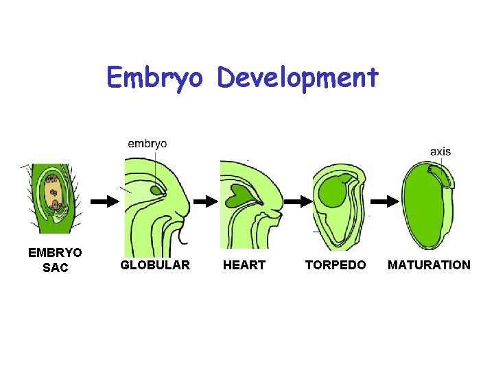 Embryo Development EMBRYO SAC GLOBULAR HEART TORPEDO MATURATION 
