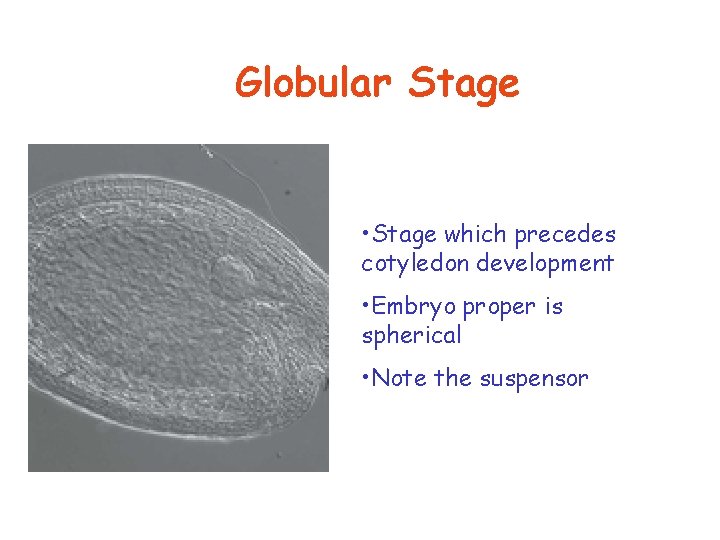 Globular Stage • Stage which precedes cotyledon development • Embryo proper is spherical •