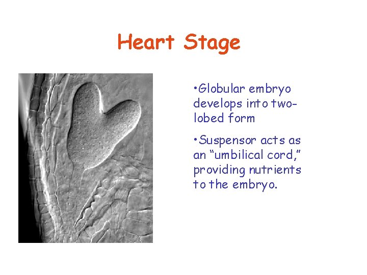 Heart Stage • Globular embryo develops into twolobed form • Suspensor acts as an