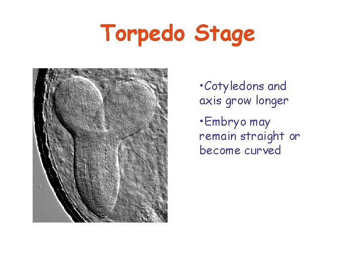 Torpedo Stage • Cotyledons and axis grow longer • Embryo may remain straight or