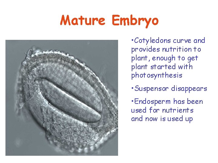 Mature Embryo • Cotyledons curve and provides nutrition to plant, enough to get plant