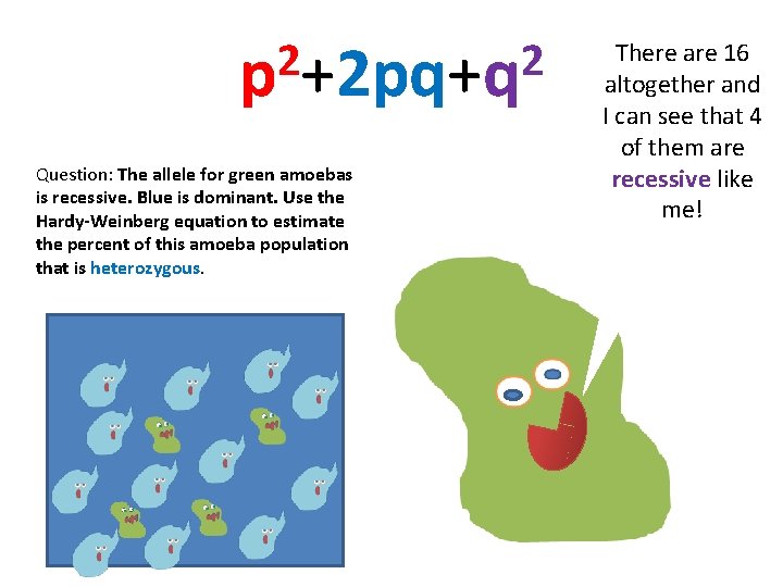 2 2 p +2 pq+q Question: The allele for green amoebas is recessive. Blue