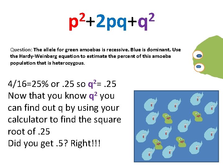 2 2 p +2 pq+q Question: The allele for green amoebas is recessive. Blue