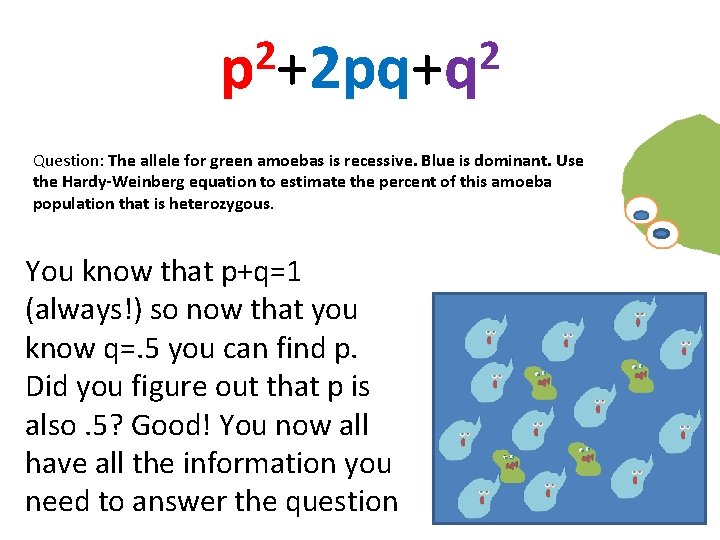 2 2 p +2 pq+q Question: The allele for green amoebas is recessive. Blue