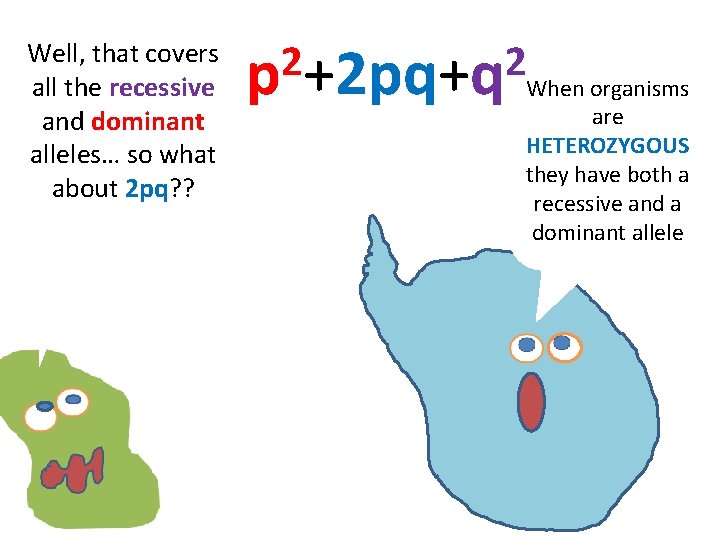 Well, that covers all the recessive and dominant alleles… so what about 2 pq?
