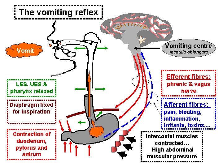 The vomiting reflex Vomiting centre medulla oblongata Efferent fibres: LES, UES & pharynx relaxed