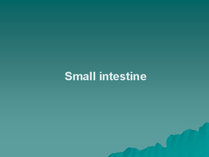 Small intestine 