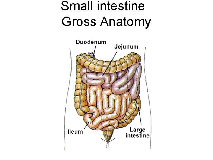 Small intestine Gross Anatomy 