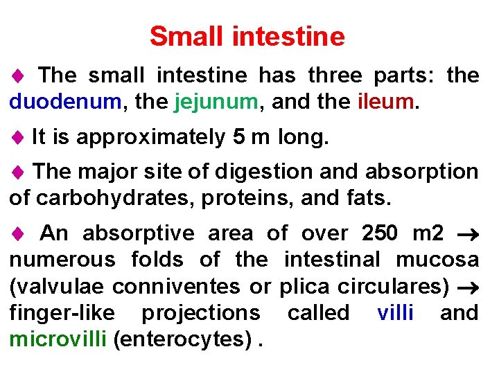 Small intestine The small intestine has three parts: the duodenum, the jejunum, and the
