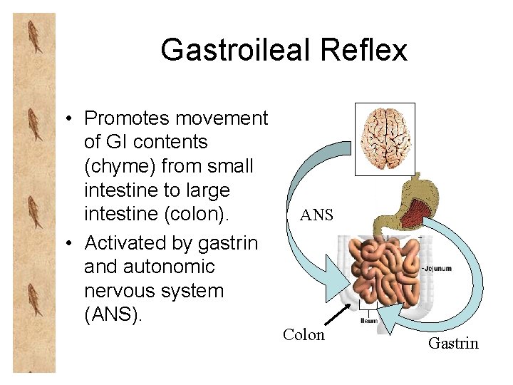 Gastroileal Reflex • Promotes movement of GI contents (chyme) from small intestine to large