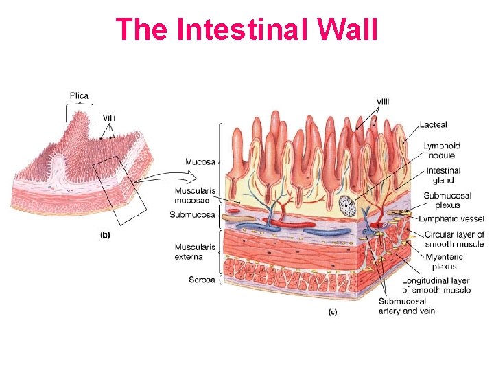 The Intestinal Wall 