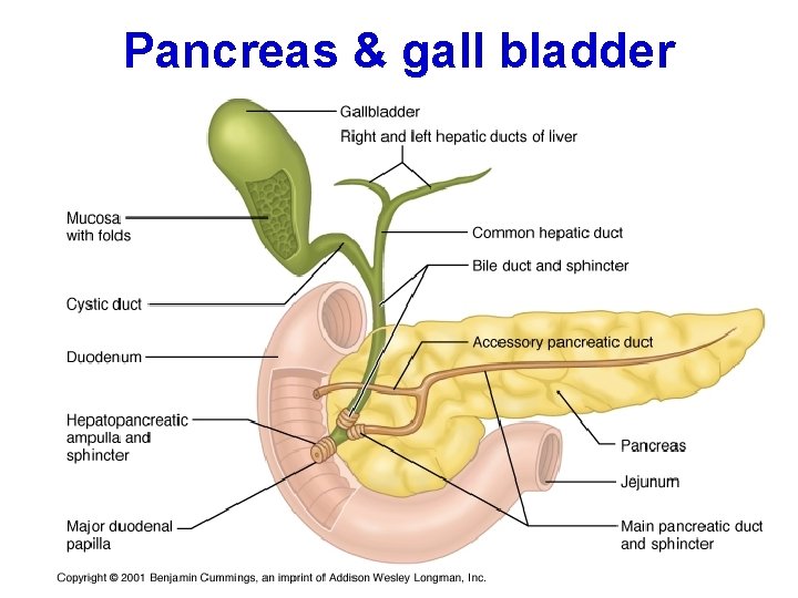 Pancreas & gall bladder 