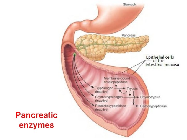 Pancreatic enzymes 