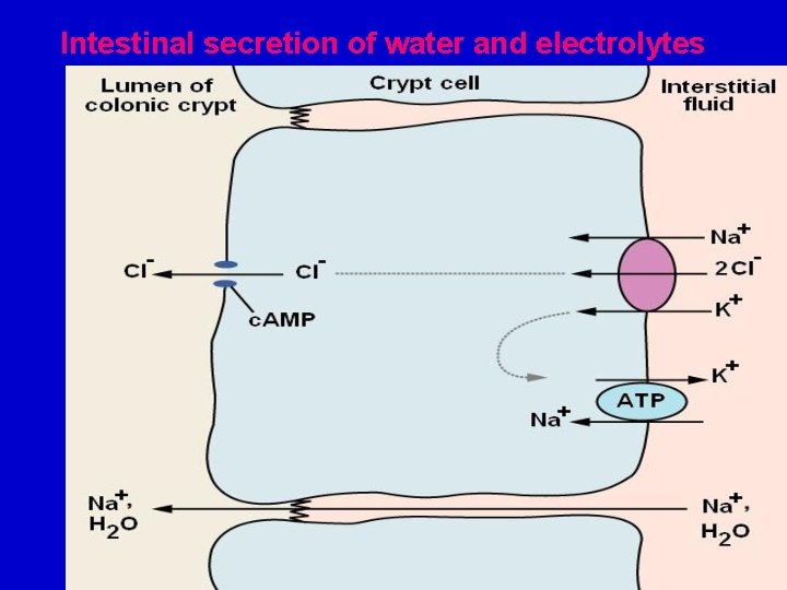 Intestinal secretion of water and electrolytes 