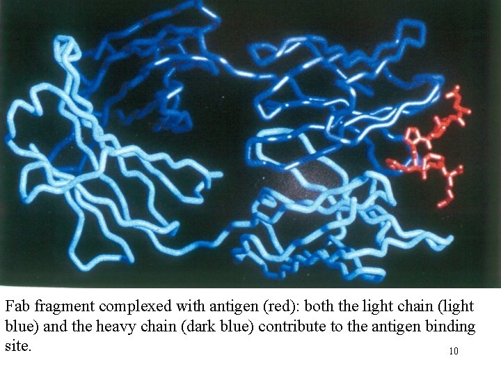 Fab fragment complexed with antigen (red): both the light chain (light blue) and the