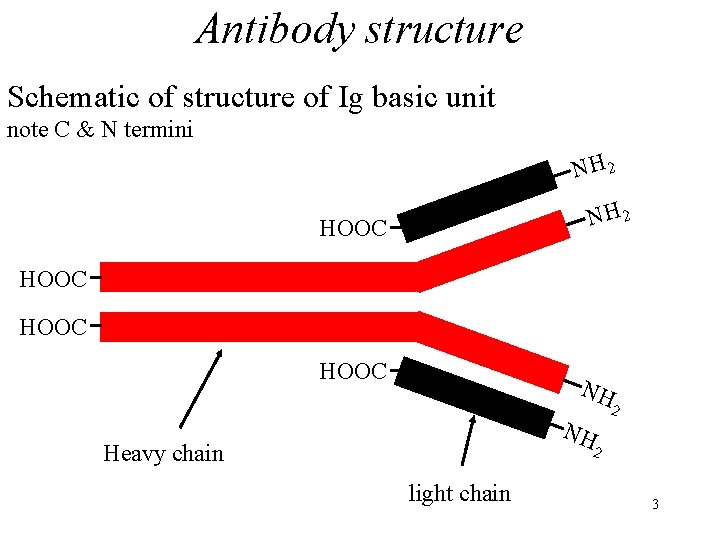 Antibody structure Schematic of structure of Ig basic unit note C & N termini