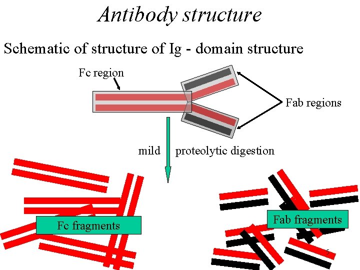 Antibody structure Schematic of structure of Ig - domain structure Fc region Fab regions