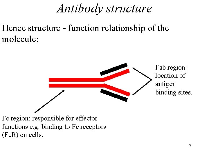 Antibody structure Hence structure - function relationship of the molecule: Fab region: location of