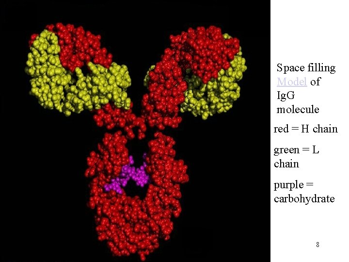 Space filling Model of Ig. G molecule red = H chain green = L