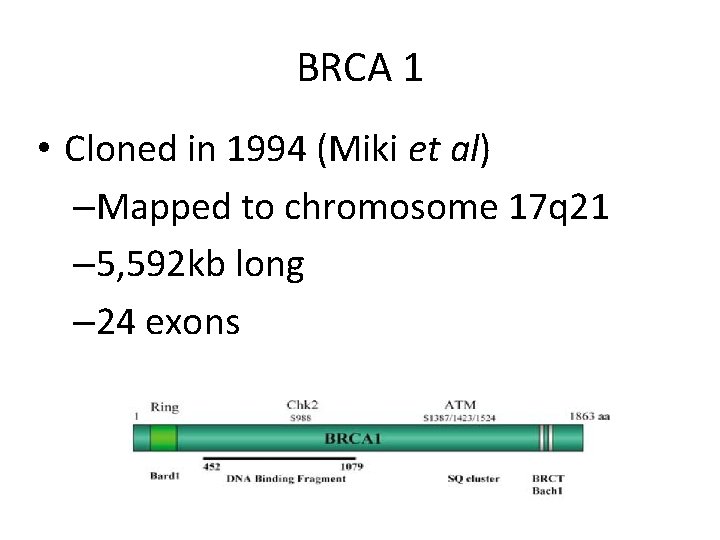 BRCA 1 • Cloned in 1994 (Miki et al) –Mapped to chromosome 17 q