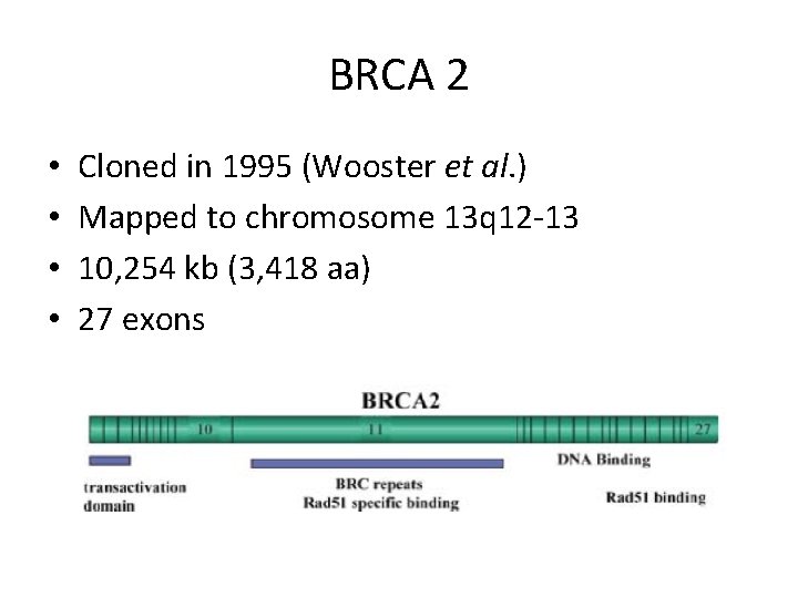 BRCA 2 • • Cloned in 1995 (Wooster et al. ) Mapped to chromosome