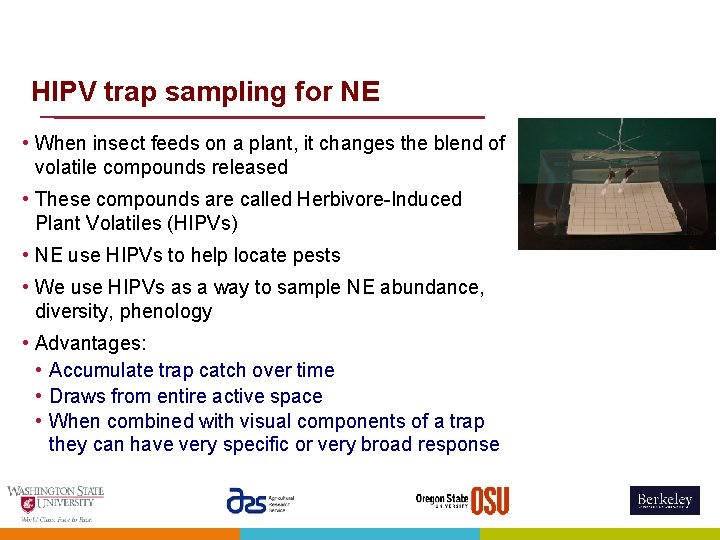 HIPV trap sampling for NE • When insect feeds on a plant, it changes